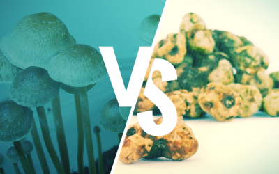 Psilocybin Truffles vs Mushrooms – What’s the Difference?