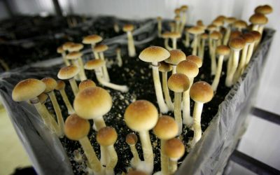 Growing Magic Mushrooms Like A Pro | The Perfect Guide