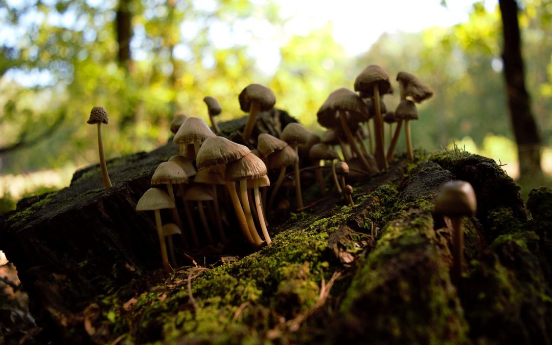 Guide: Using Mushroom Spore Syringes to Grow Magic Mushrooms