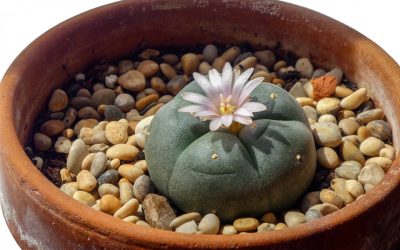 Where to Get Peyote Cactus (And Why You Shouldn’t)
