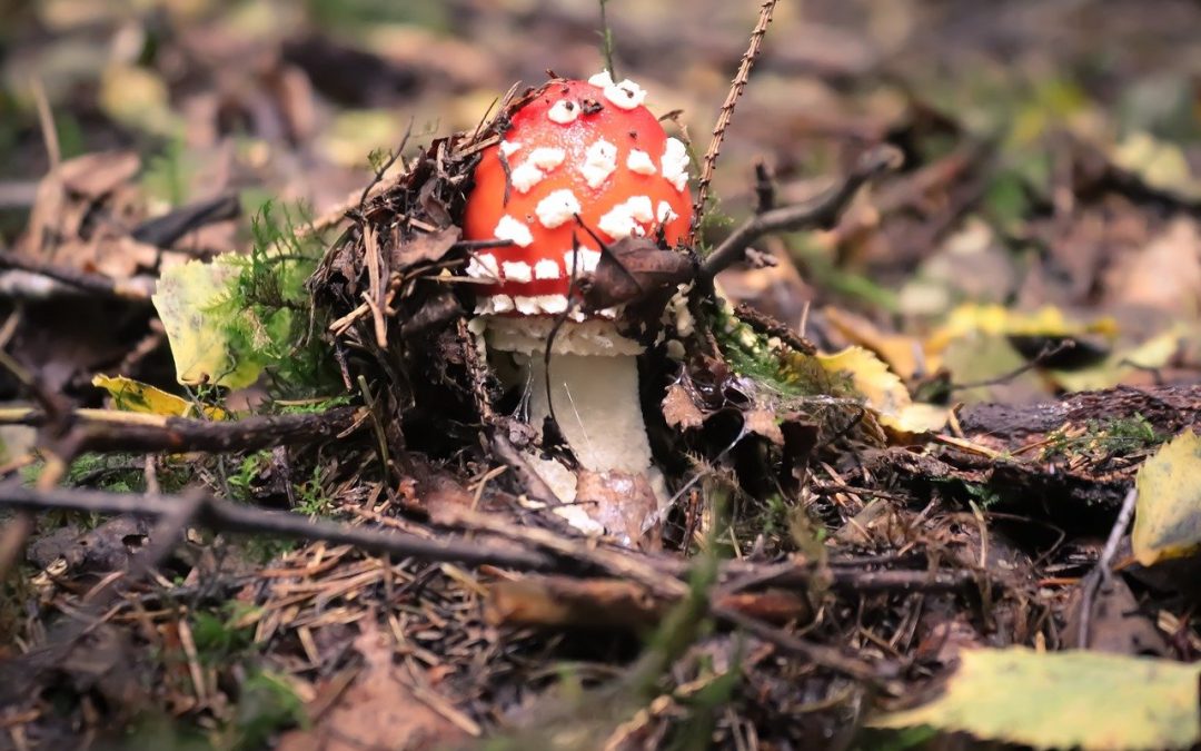 Where to Find Shrooms: Wild Foraging for Magic Mushrooms