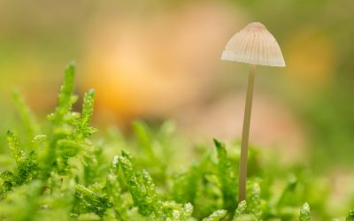 Why Psilocybin Therapy is Gaining Mainstream Medical Attention