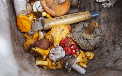 How to Eat Shrooms for the First Time and What to Expect