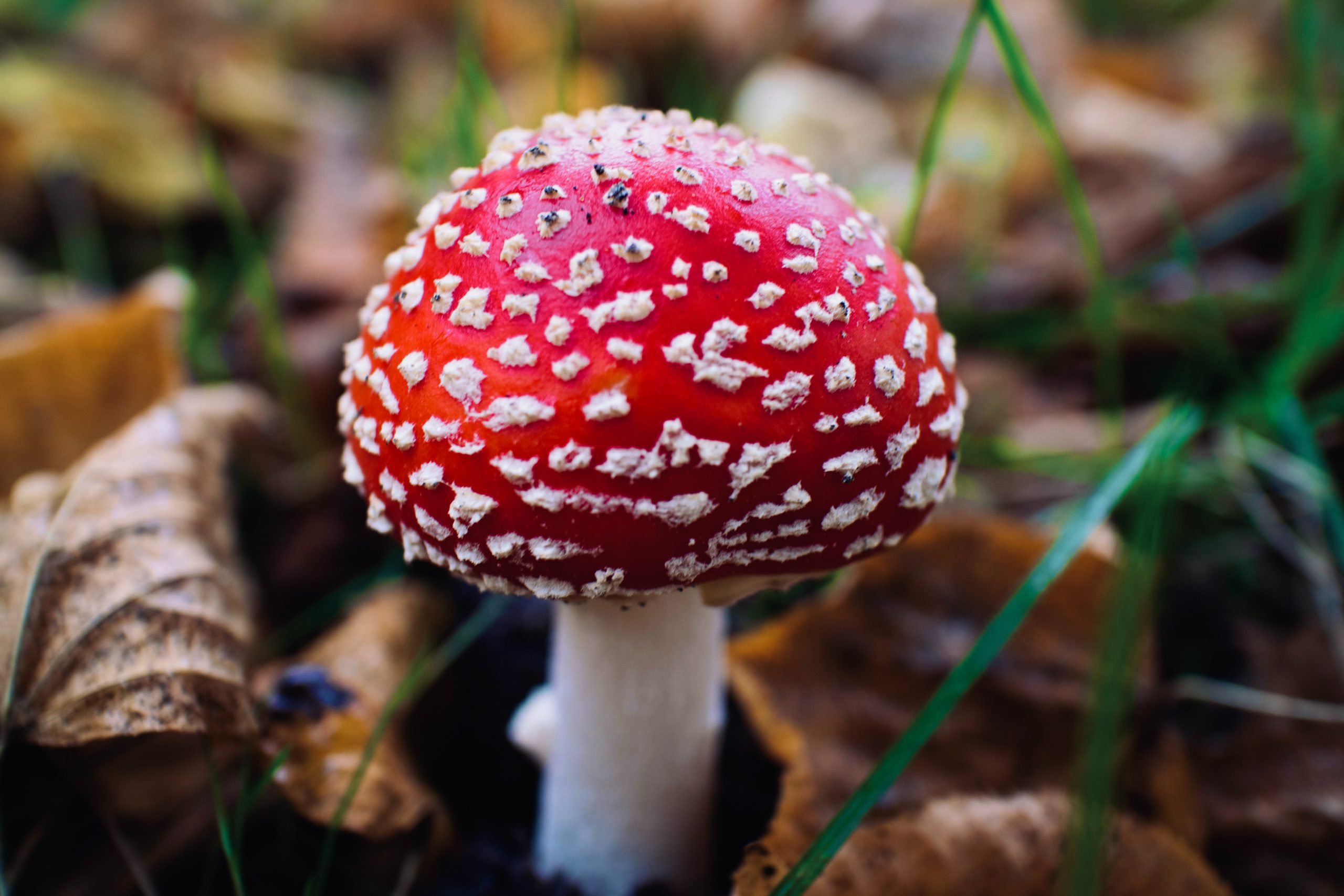 Fly Agaric grows in British Colombia
